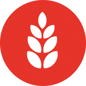 glüten içeren tahıllar